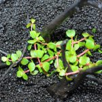 植栽直後　ロタラsp.　レインボー